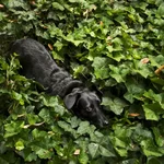 103_1Swamp.webp