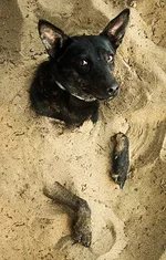 85_1Susie_sand_HP.webp