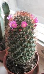 IMG_0706_pt.webp