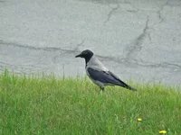  141.webp