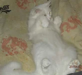 P4291333.webp