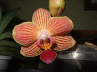 DSCF0194.jpg