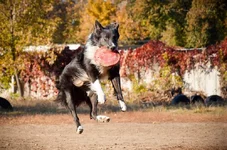 nokg_ueL7Xc.webp