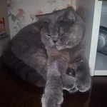 kaX4KW7fQJE.webp