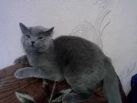 image.webp