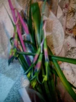 IMG_20150123_195200.webp