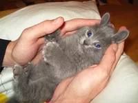 0_f5ed0_9cf2d9c5_orig.webp