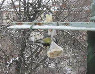 IMG_лой2.webp