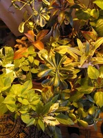  IMG_0894.webp