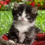 576748_vb.webp