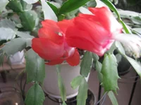 IMG_2506.webp