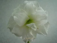 DSC07911_.webp