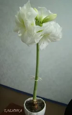 DSC07903_.webp