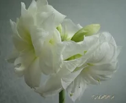DSC07904_.webp