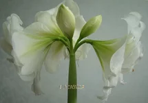 DSC07909_.webp