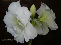 DSC07937_.webp