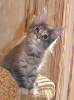 112.webp