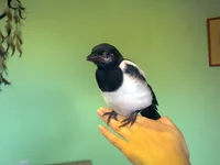 25052009200.webp