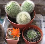 Cactus.webp