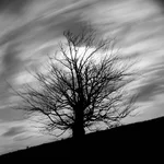 003.webp