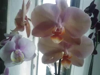 IMAGE_052.webp