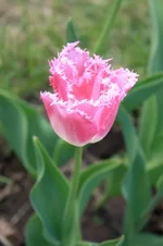 IMG_1046_1.webp