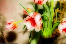 _мягкий фокус_2.webp