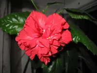 IMG_8212.JPG