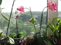 003.webp