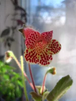 IMG_6630.webp