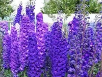b_2674_0372946001421257989.webp
