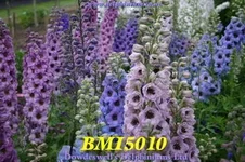 b_2674_0630894001421257797.webp