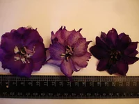  цветов (1).webp