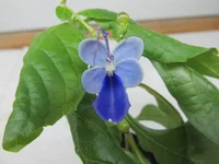 crop_122417075_nA37C.webp