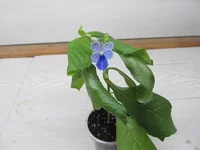 crop_122417039_CHMPM.webp