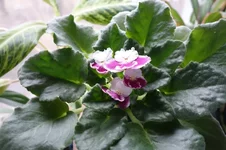DSC03600.webp