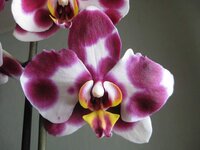 IMG_9101_1.jpg