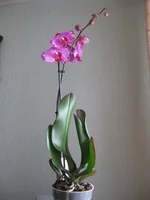 IMG_9102_1.jpg