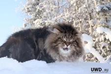 1325087890_amur_ezra_11.webp