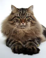 siberian3.webp