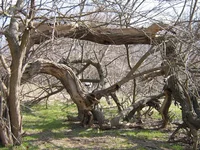  294.webp