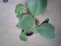 2014-12-25 12.57.40.webp