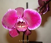 DSC07978_.jpg