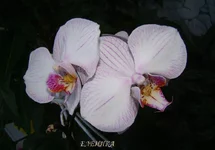 DSC07807_.jpg