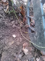 WP_000534.webp