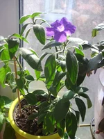 image (4).webp