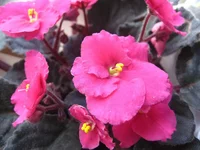 image (5).webp