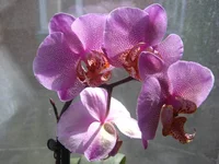 image (6).webp