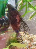 I6BNIk_25Rs.webp