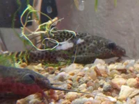 pGNN5OezTmY.webp